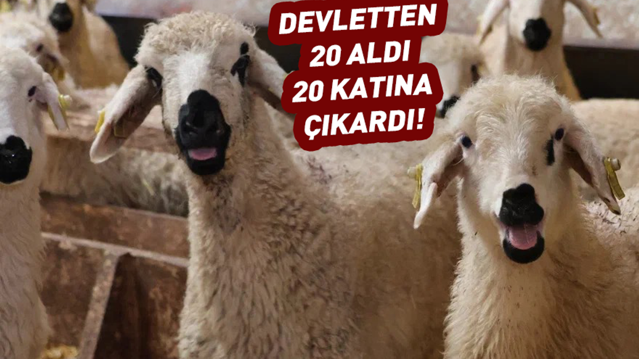 Devletten 20 koyun aldı! 20 katına çıkarttı