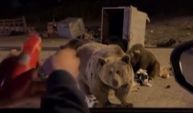 Vay ayı vay! Bir anda saldırdı