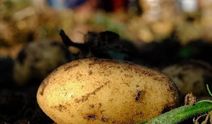 Patates sandı servet buldu! Toprağın altından çıkan altın külçesi dudak uçuklattı