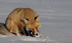 Kızıl tilki avını böyle parçaladı 🦊