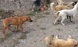 Kayseri'de çoban köpeklerinin saldırdığı adam hayatını kaybetti