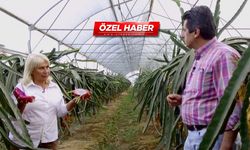 Ejder meyvesinin faydaları saymakla bitmiyor!