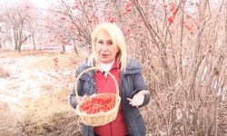 'Gilaburu' kalp-damar, böbrek hastalıkları ve strese iyi geliyor