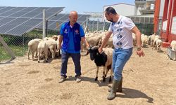 Cumhurbaşkanı Erdoğan’ın bağışladığı kurbanlar kesildi!