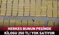 Kilosu 250 TL! Herkes peşinde yok satıyor...