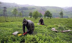 ÇAYKUR'dan üreticilere uyarı: Elzem bir husus!