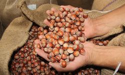 Türkiye'nin fındık ihracatı rakamı açıklandı