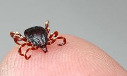 Sivas’ta kene can aldı! 6 günlük yaşam mücadelesi acı bitti
