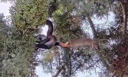 🐍Başına gelen olayla şoku yaşadı! Yılanla göz göze! "Yutmaya çalıştı..."