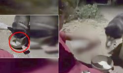 Ankara'da şoke eden anlar! Köpeğine zorla alkol içirdi