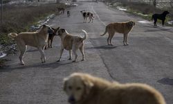 İstanbul Valiliği'nden sokak köpekleri hakkında yeni karar!