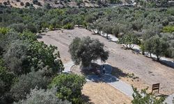 1316 yaşındaki zeytin ağacı yıllara meydan okuyor