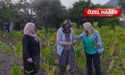 Bu bitkinin faydaları saymakla bitmiyor: Adeta kolajen bombası!