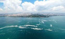 Geçen yıl Silivri bu yıl Tekirdağ'da görüldü! Marmara Denizi'nde neler oluyor?