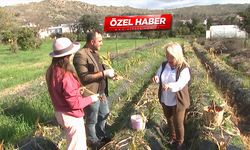 Kansere şifası ile biliniyordu! Bu gruptaysanız kesinlikle kullanmayın