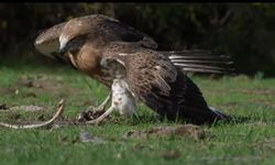 🦅🐍Kartal ile yılanın savaşı! O ilimizde kayda alındı