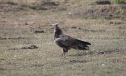 O ilimizde rastlandı! Görenler gözlerine inanamadı