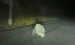 Nesli tükenme altında: O ilimizde görüldü!