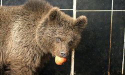 Yol kenarında bulundu! Sosyal medya bunu konuşuyor