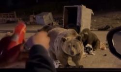 Vay ayı var! Bir anda saldırdı 🔞