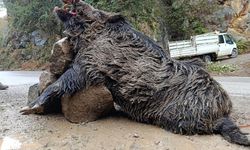 300 kg'lık domuz görenleri şaşkına çevirdi