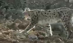 Türünün en büyüğü o ilde görüldü! Dikkatini böyle çekti