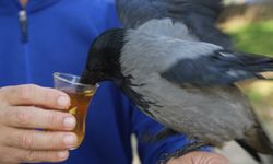 Görenler şaşkına dönüyor! Bu karga çay içip, hamsi yiyor…