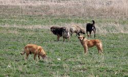 İstanbul’da sahipsiz köpek kararı