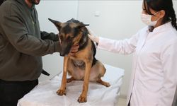 Veteriner laboratuvarlarında yeni dönem! Resmi Gazete ’de yayımlandı