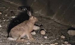 Yabani tavşan böyle görüntülendi