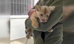 İstanbul'da yavru aslan ele geçirildi