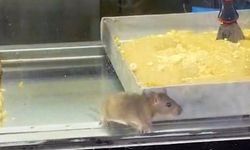 🐁Börek tezgahlarında fare cirit attı