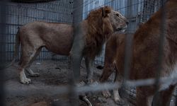 Aslanın kafesine girmekle hayatının hatasını yaptı