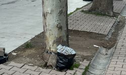 Ağaç altına bırakılan poşetten servet çıktı! Deste deste dolar... 🤑