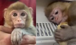 Denetimde maymun ele geçirildi