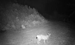 Doğanın gizemli misafiri kamerada!