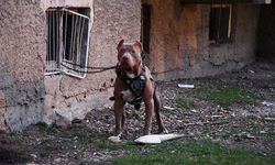 Pitbull saldırmıştı! Yeni gelişme yaşandı