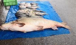 “Turnayı” gözünden vurdular