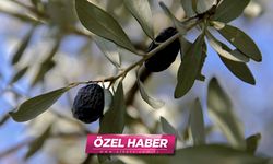 Doğanın mucizevi meyvesi: Türkiye'de sadece o bölgede yetişiyor