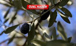 Doğanın mucizevi meyvesi: Türkiye'de sadece o bölgede yetişiyor