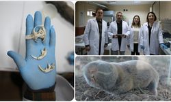 Türkiye'de kör köstebeğin 3 yeni türü keşfedildi