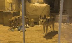 🐺Aç kalan kurtlar şehre indi
