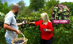 Şifası kabuğunda saklı! Kansere iyi geliyor, bağışıklığı güçlendiriyor