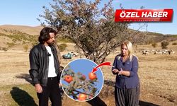 Şifa resmen bu meyvede! Strese son veriyor, kalbe iyi geliyor