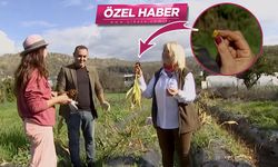 'Baharatların kraliçesi' olarak biliniyor! Zeytinyağı ve karabiberle bin kat daha faydalı