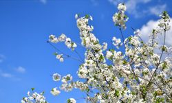 2026 ilk cemre düştü mü?