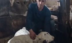 Çift başlı buzağı görenleri şoke etti!