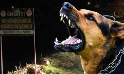 İstanbul'da "kuduz vakaları arttı" iddiaları! Valilikten açıklama