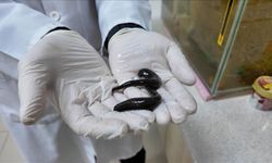 Tıbbi sülük yetiştiriciliğinde keçi kanı verimi arttırıyor