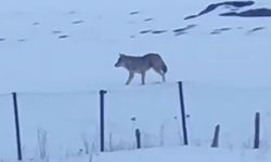 🐺3 ayaklı yalnız kurt! Görenleri şaşkına çevirdi